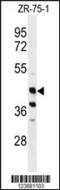 Fatty Acid 2-Hydroxylase antibody, MBS9201889, MyBioSource, Western Blot image 