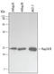 RAP2A, Member Of RAS Oncogene Family antibody, MAB4698, R&D Systems, Western Blot image 