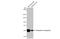 Solute Carrier Family 6 Member 3 antibody, GTX133152, GeneTex, Western Blot image 