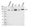 Neuropilin 1 antibody, M01324-2, Boster Biological Technology, Western Blot image 