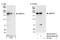 Lysine-specific demethylase 5C antibody, NB100-55328, Novus Biologicals, Western Blot image 