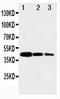 MYB Proto-Oncogene Like 2 antibody, PA1928, Boster Biological Technology, Western Blot image 