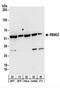 RNA Binding Motif Protein 22 antibody, NBP2-22276, Novus Biologicals, Western Blot image 