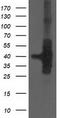 Hsp70-binding protein 1 antibody, CF503318, Origene, Western Blot image 