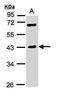 E3 ubiquitin-protein ligase TRIM63 antibody, LS-C186154, Lifespan Biosciences, Western Blot image 