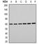 EYA Transcriptional Coactivator And Phosphatase 3 antibody, orb341385, Biorbyt, Western Blot image 