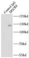 DGCR8 Microprocessor Complex Subunit antibody, FNab02351, FineTest, Immunoprecipitation image 