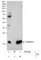 Centrin 1 antibody, PA5-29986, Invitrogen Antibodies, Immunoprecipitation image 