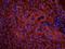 Platelet And Endothelial Cell Adhesion Molecule 1 antibody, orb389188, Biorbyt, Immunofluorescence image 