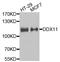 Probable ATP-dependent RNA helicase DDX11 antibody, A7666, ABclonal Technology, Western Blot image 