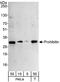 Prohibitin antibody, A302-014A, Bethyl Labs, Western Blot image 