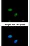 E2F-1 antibody, PA5-22253, Invitrogen Antibodies, Immunofluorescence image 