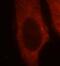 HBS1-like protein antibody, FNab03777, FineTest, Immunofluorescence image 