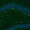 G Kinase Anchoring Protein 1 antibody, PA5-57159, Invitrogen Antibodies, Immunofluorescence image 