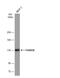 Family With Sequence Similarity 83 Member B antibody, NBP2-16423, Novus Biologicals, Western Blot image 