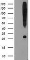 Synaptosome Associated Protein 25 antibody, TA502884, Origene, Western Blot image 