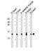 Ring Finger Protein 7 antibody, MBS9216142, MyBioSource, Western Blot image 