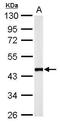 Flotillin 2 antibody, TA308097, Origene, Western Blot image 