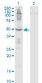 Eukaryotic Translation Termination Factor 1 antibody, LS-C197160, Lifespan Biosciences, Western Blot image 