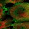 PDZ and LIM domain protein 5 antibody, NBP1-84842, Novus Biologicals, Immunofluorescence image 