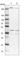Mitochondrial Ribosomal Protein L19 antibody, HPA044425, Atlas Antibodies, Western Blot image 
