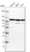 Actinin Alpha 1 antibody, HPA006035, Atlas Antibodies, Western Blot image 