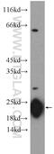 GM2 Ganglioside Activator antibody, 10864-2-AP, Proteintech Group, Western Blot image 