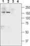 Neurexin-1 antibody, PA5-77520, Invitrogen Antibodies, Western Blot image 