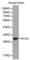 Regulator Of G Protein Signaling 2 antibody, abx001487, Abbexa, Western Blot image 