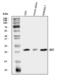 BH3 Interacting Domain Death Agonist antibody, PA2015, Boster Biological Technology, Western Blot image 