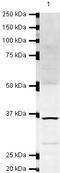 Protein Activator Of Interferon Induced Protein Kinase EIF2AK2 antibody, PA5-19586, Invitrogen Antibodies, Western Blot image 