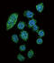 Interferon Regulatory Factor 9 antibody, abx026485, Abbexa, Immunocytochemistry image 