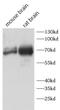 CAPRIN2 antibody, FNab10388, FineTest, Western Blot image 