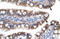 Zinc Finger With KRAB And SCAN Domains 7 antibody, 28-393, ProSci, Immunohistochemistry frozen image 