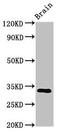 ORAI Calcium Release-Activated Calcium Modulator 1 antibody, CSB-PA846601LA01HU, Cusabio, Western Blot image 