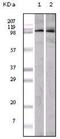 EPH Receptor A1 antibody, NB100-1763, Novus Biologicals, Western Blot image 
