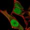 Kruppel Like Factor 6 antibody, HPA069585, Atlas Antibodies, Immunofluorescence image 