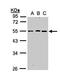 RGM domain family member B antibody, LS-C185861, Lifespan Biosciences, Western Blot image 