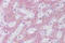Protein S antibody, ARP56097_P050, Aviva Systems Biology, Immunohistochemistry frozen image 