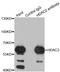 Histone Deacetylase 2 antibody, orb135636, Biorbyt, Immunoprecipitation image 