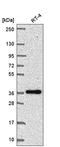 Bone Morphogenetic Protein 7 antibody, HPA057757, Atlas Antibodies, Western Blot image 