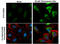 GABA Type A Receptor Associated Protein Like 1 antibody, GTX132664, GeneTex, Immunofluorescence image 
