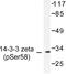 14-3-3 protein zeta/delta antibody, LS-C192151, Lifespan Biosciences, Western Blot image 