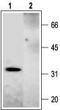 Syntaxin 2 antibody, TA328895, Origene, Western Blot image 