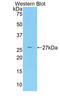 Cbfa1 antibody, LS-C296297, Lifespan Biosciences, Western Blot image 