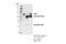 Nuclear Respiratory Factor 1 antibody, 46743S, Cell Signaling Technology, Immunoprecipitation image 