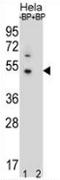 DnaJ homolog subfamily B member 6 antibody, AP51288PU-N, Origene, Western Blot image 