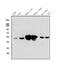 Serine Hydroxymethyltransferase 1 antibody, A02944-1, Boster Biological Technology, Western Blot image 