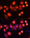 HRas Proto-Oncogene, GTPase antibody, 14-318, ProSci, Immunofluorescence image 