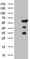 POZ-, AT hook-, and zinc finger-containing protein 1 antibody, TA809257, Origene, Western Blot image 